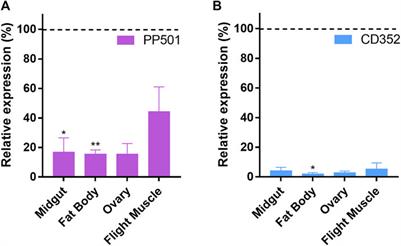 Frontiers Functional Characterization Of Maternally Accumulated